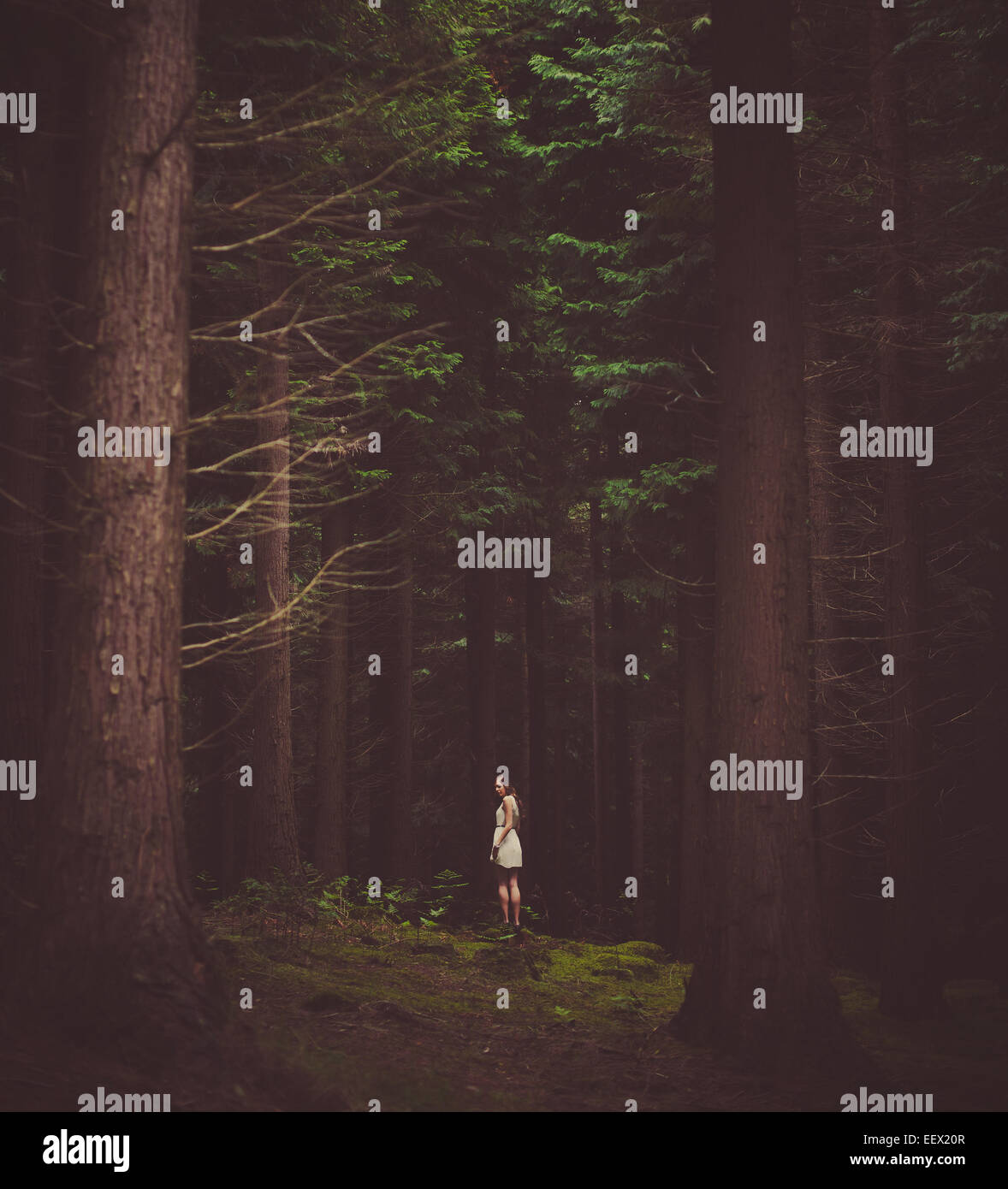 Into the dark forest hi-res stock photography and images - Alamy