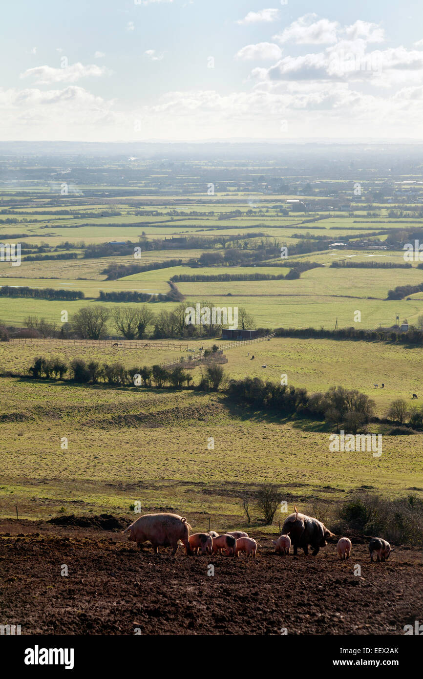 Pig farm in the Mendips on Hellenge Hill, Bleadon village, Somerset Countryside, England UK Stock Photo