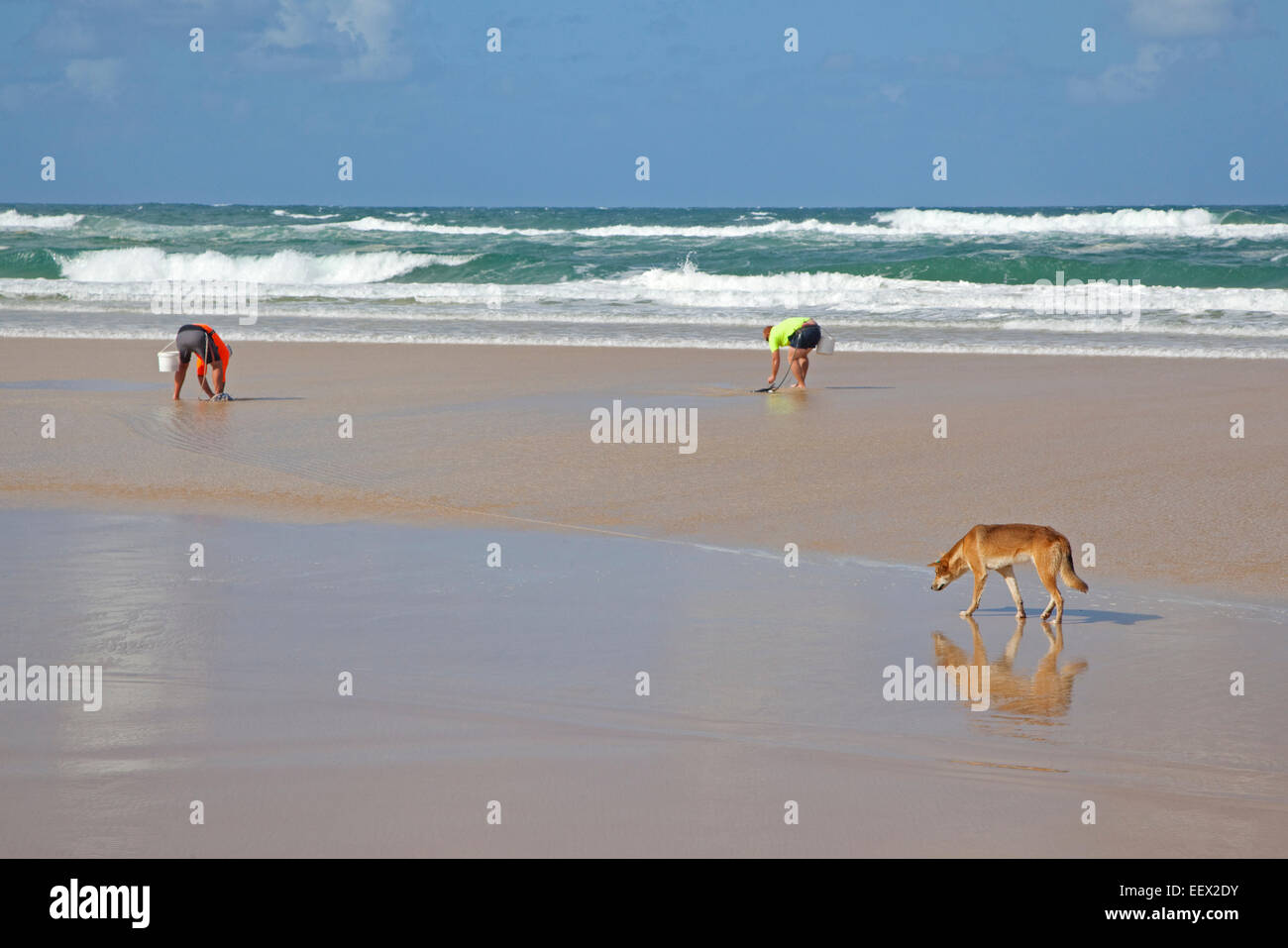 Dingo looking at two fishermen searching for bristle worms / polychaetes on the beach on Fraser Island, Queensland, Australia Stock Photo