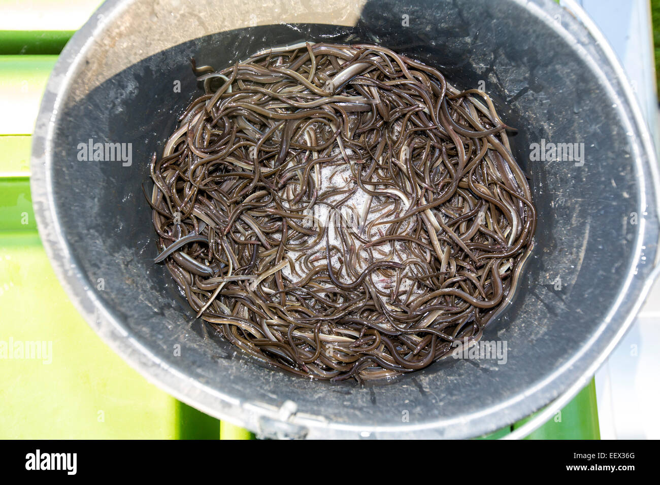 new, young eels were insert in river Ruhr, to get more fishes in the river, species protection Stock Photo