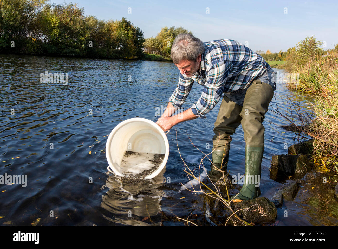 new, young eels were insert in river Ruhr, to get more fishes in the river, species protection Stock Photo