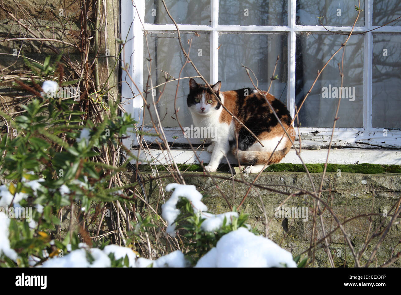 Tortoiseshell cat sitting on window ledge Stock Photo Alamy