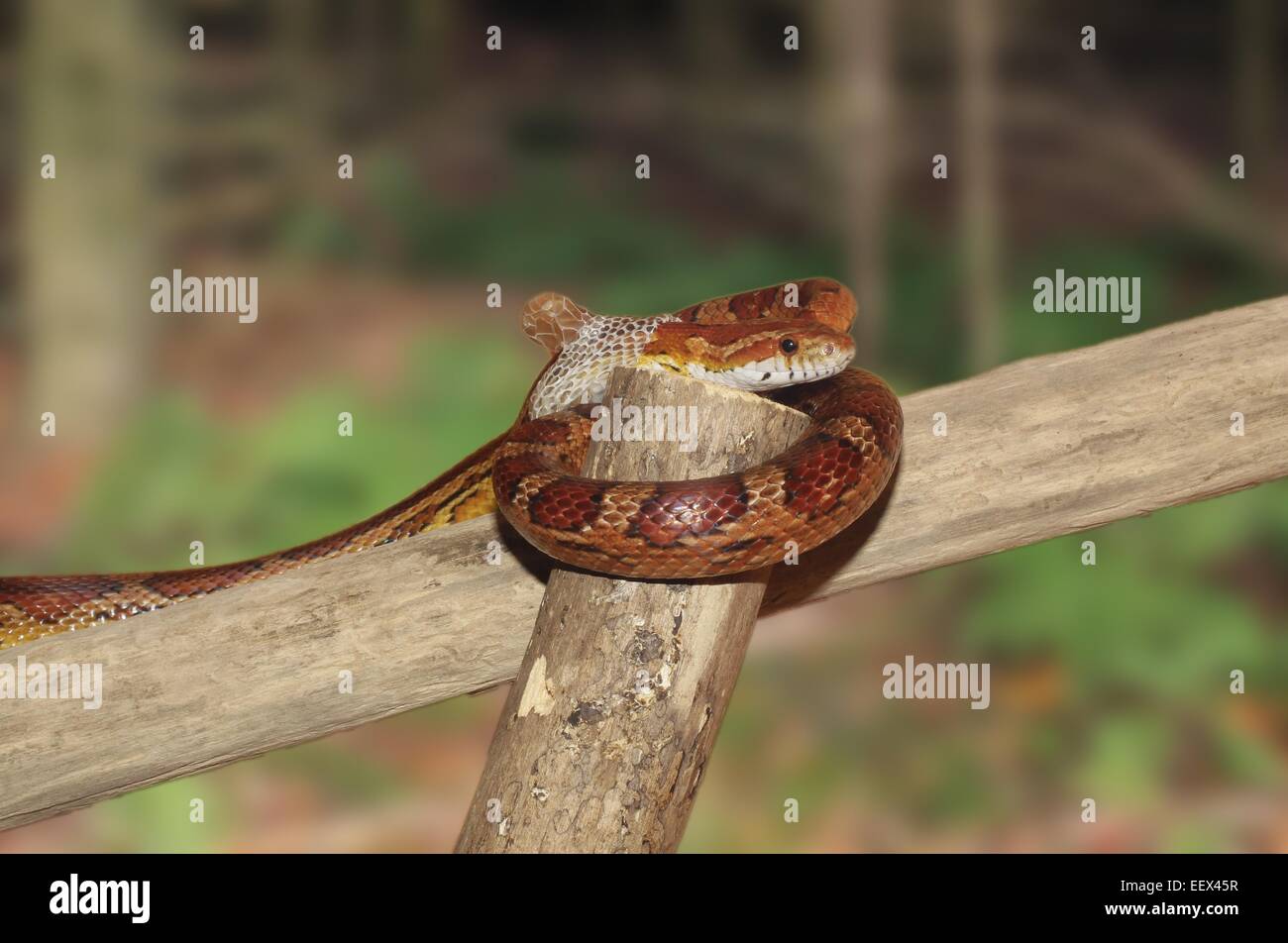 Snake Wrapped Around High Resolution Stock Photography and Images - Alamy