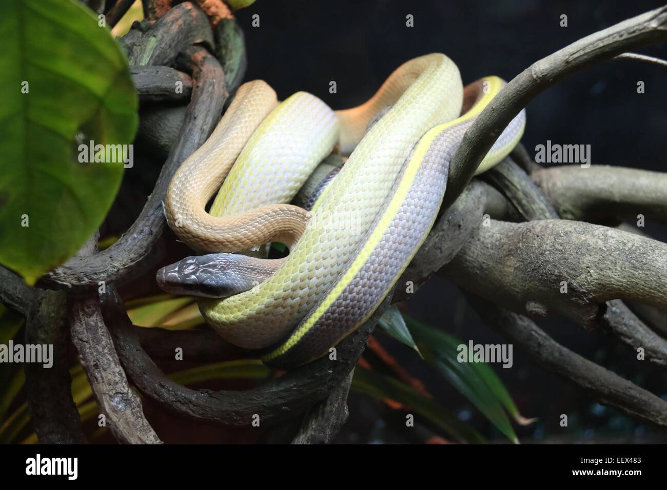 Snake Wrapped Around A Branch High Resolution Stock Photography and ...