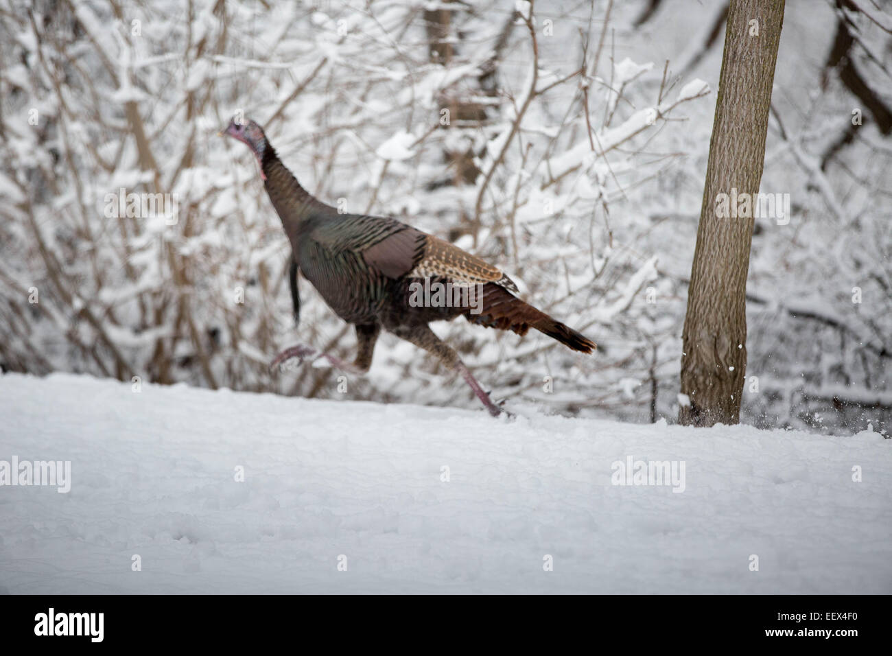 wild turkey running in fresh snow Stock Photo