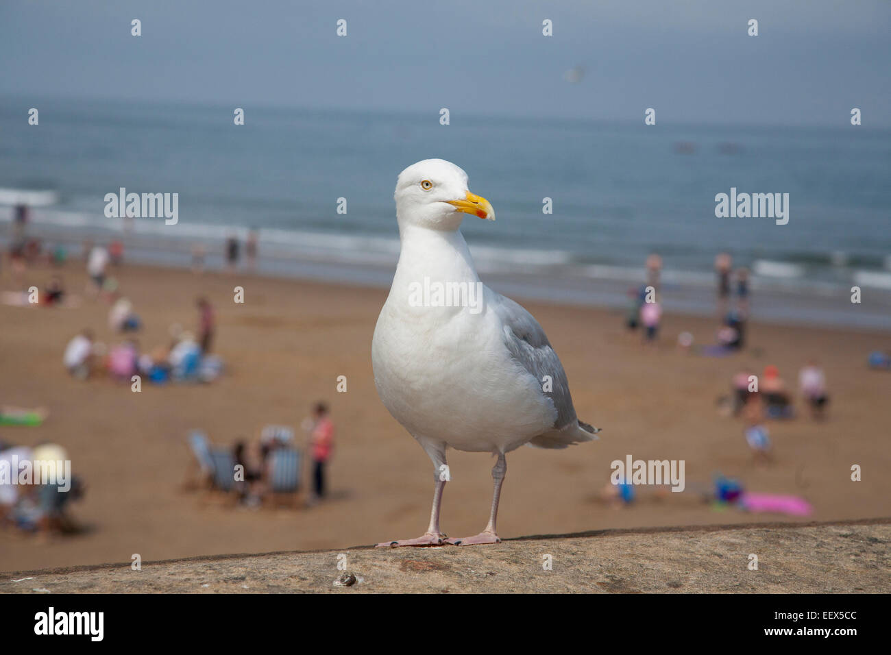 Herring gull staning on the sea wall Whitby north Yorkshire UK Stock ...