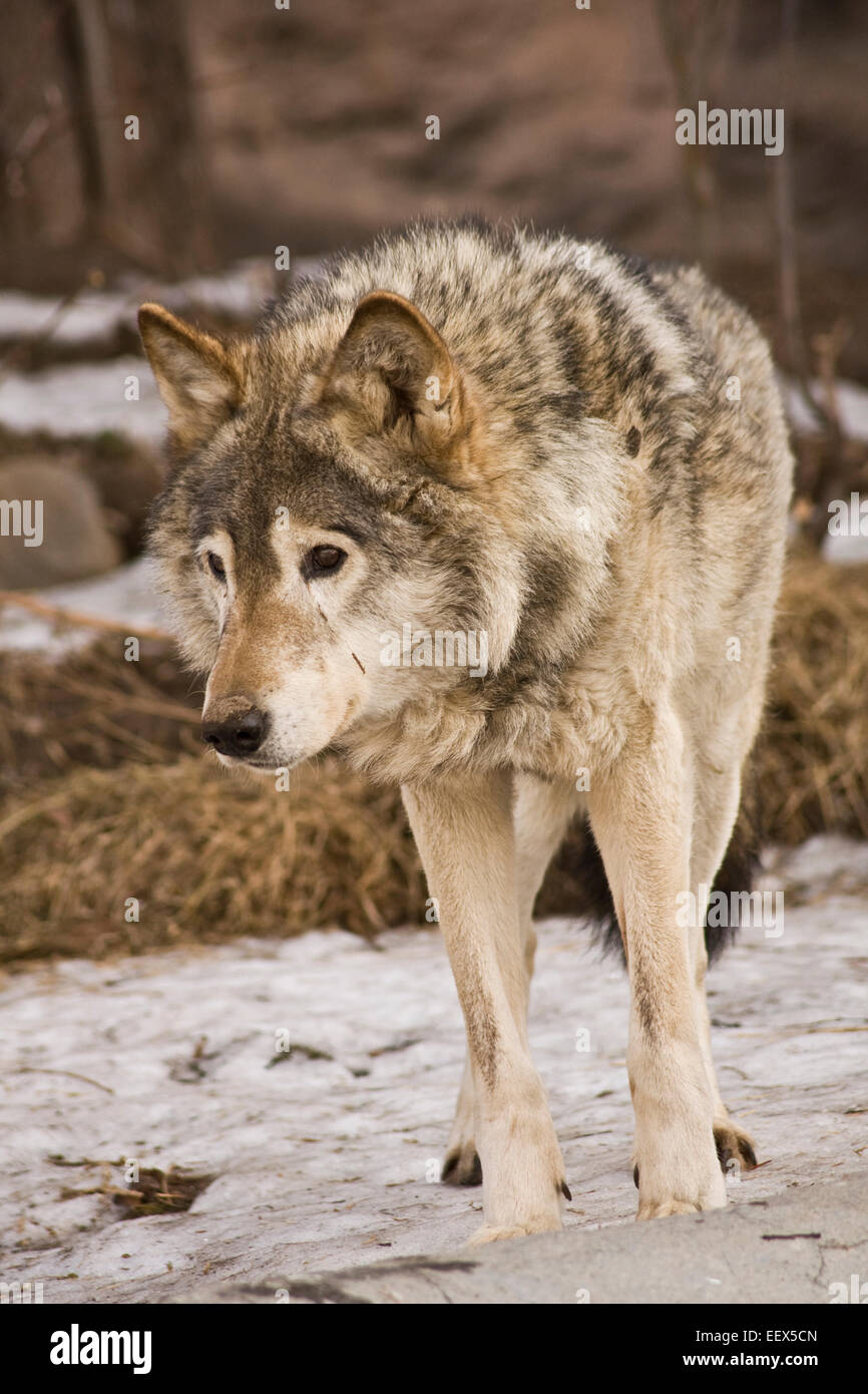 Wolf walking on snow, vertical view Stock Photo - Alamy