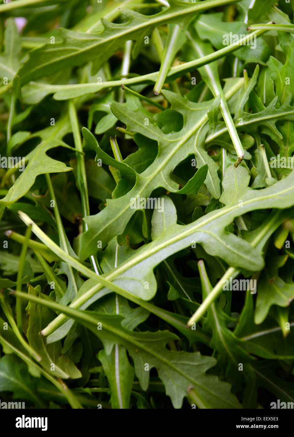 Fresh arugula / salad rocket / roquette / rucola leaves Stock Photo