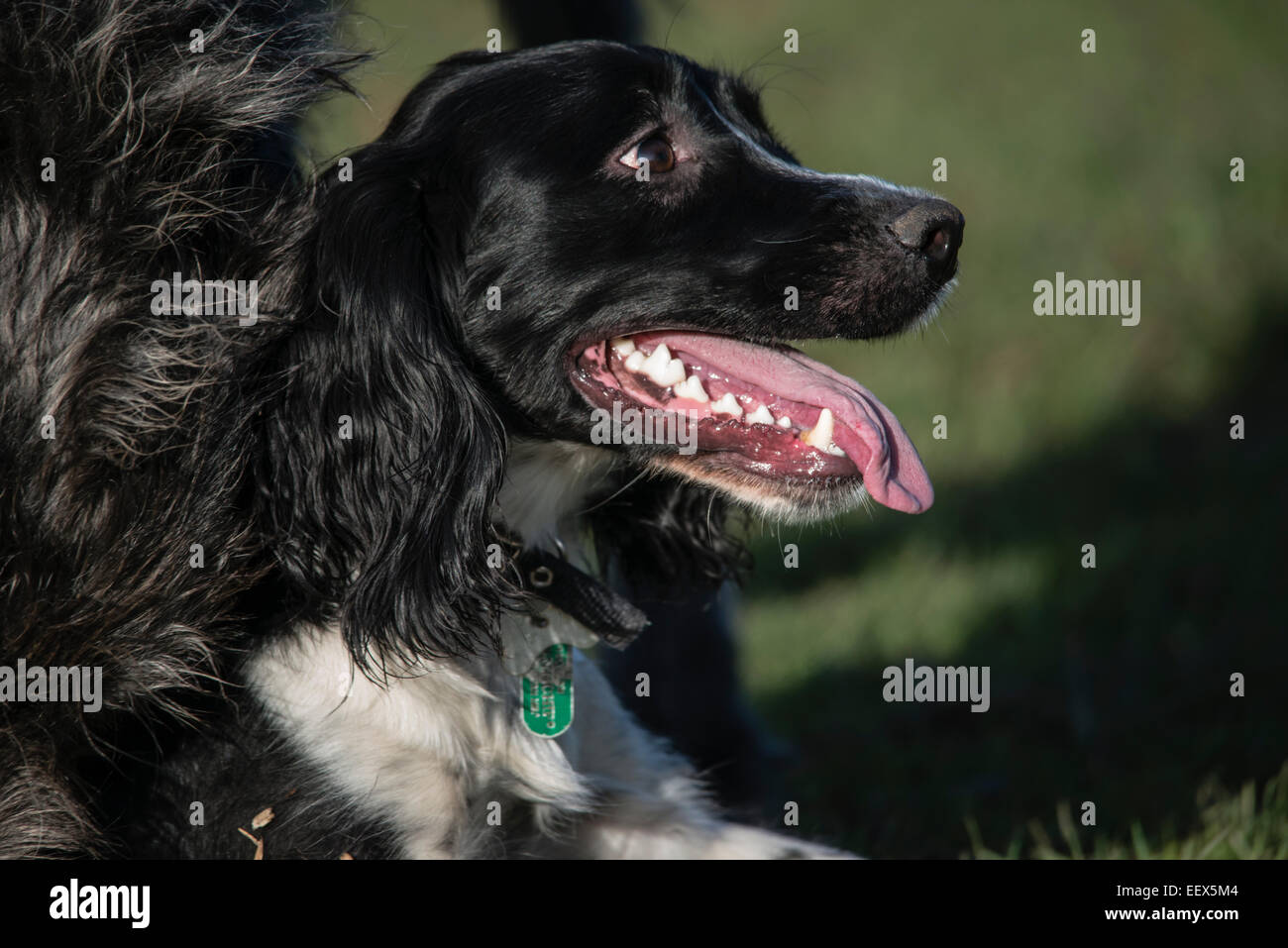 Bramble, the Springer Spaniel Sheepdog/Border Collie Cross Portrait Stock  Photo - Alamy