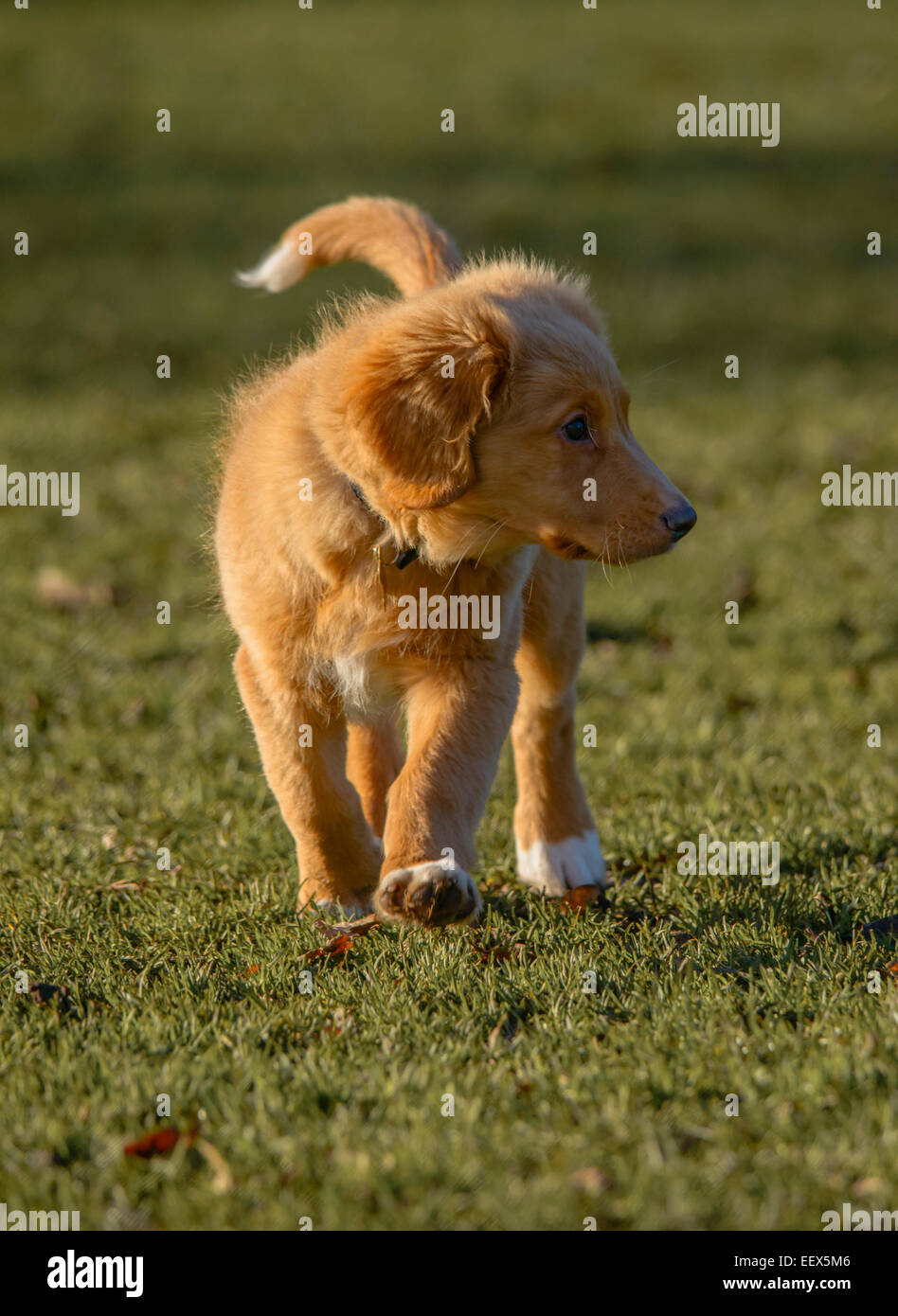 Nova Scotia Duck Tolling Retriever Puppy Stock Photo