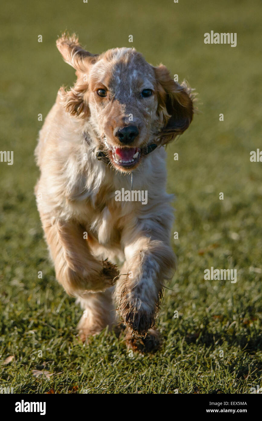 Bailey, Working Cocker Spaniel Lemon Roan running Stock Photo Alamy