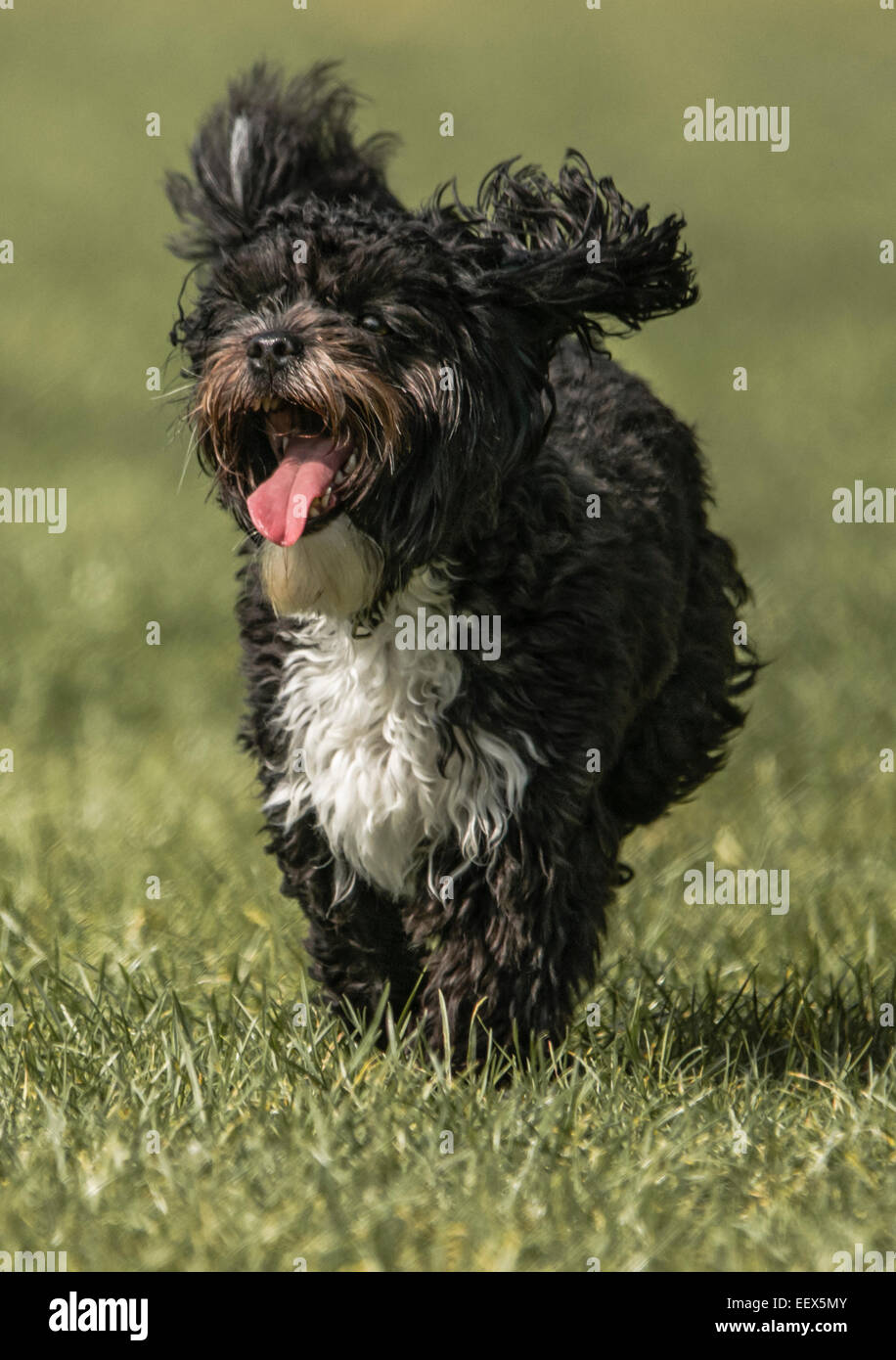 Lhasa Apso Toy Poodle x Stock Photo Alamy