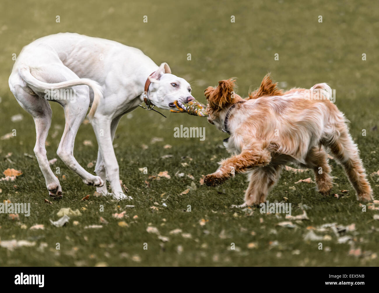 Lurcher dogs hires stock photography and images Alamy