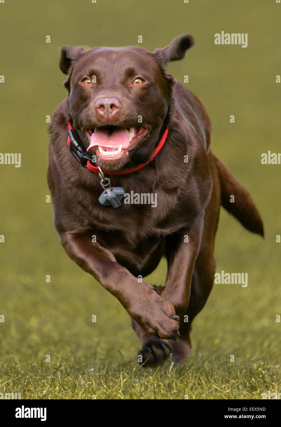 Wispa the Chocolate Labrador running Stock Photo Alamy