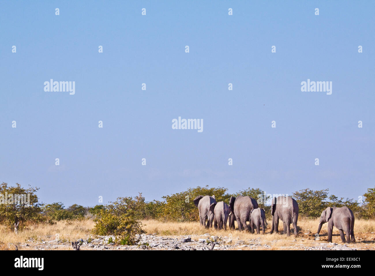 African Elephant Stock Photo