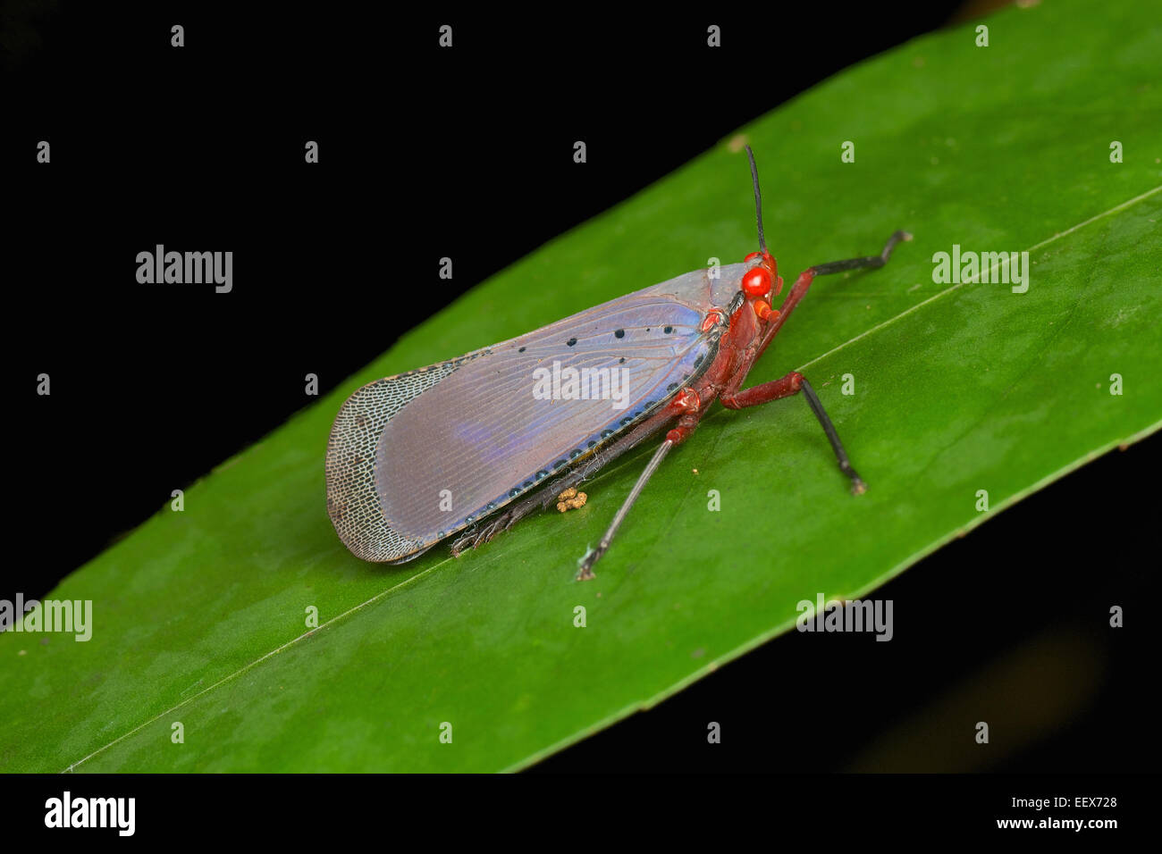 Kalidasa hi-res stock photography and images - Alamy