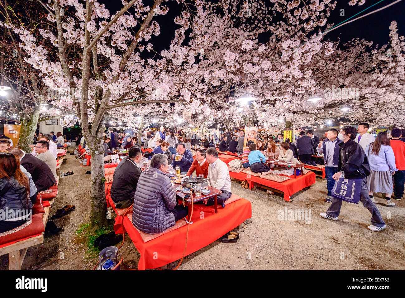 People enjoy spring season by partaking in nighttime Hanami festivals in Maruyama Park. Stock Photo