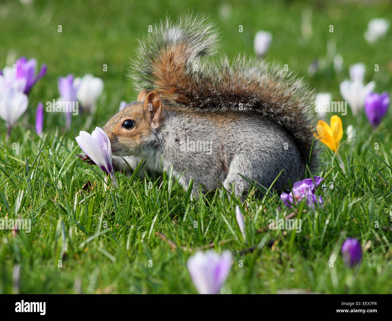 Grey squirrel uk spring hires stock photography and images Alamy