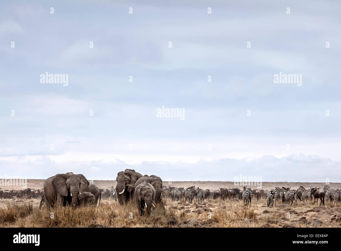 African Elephant Stock Photo