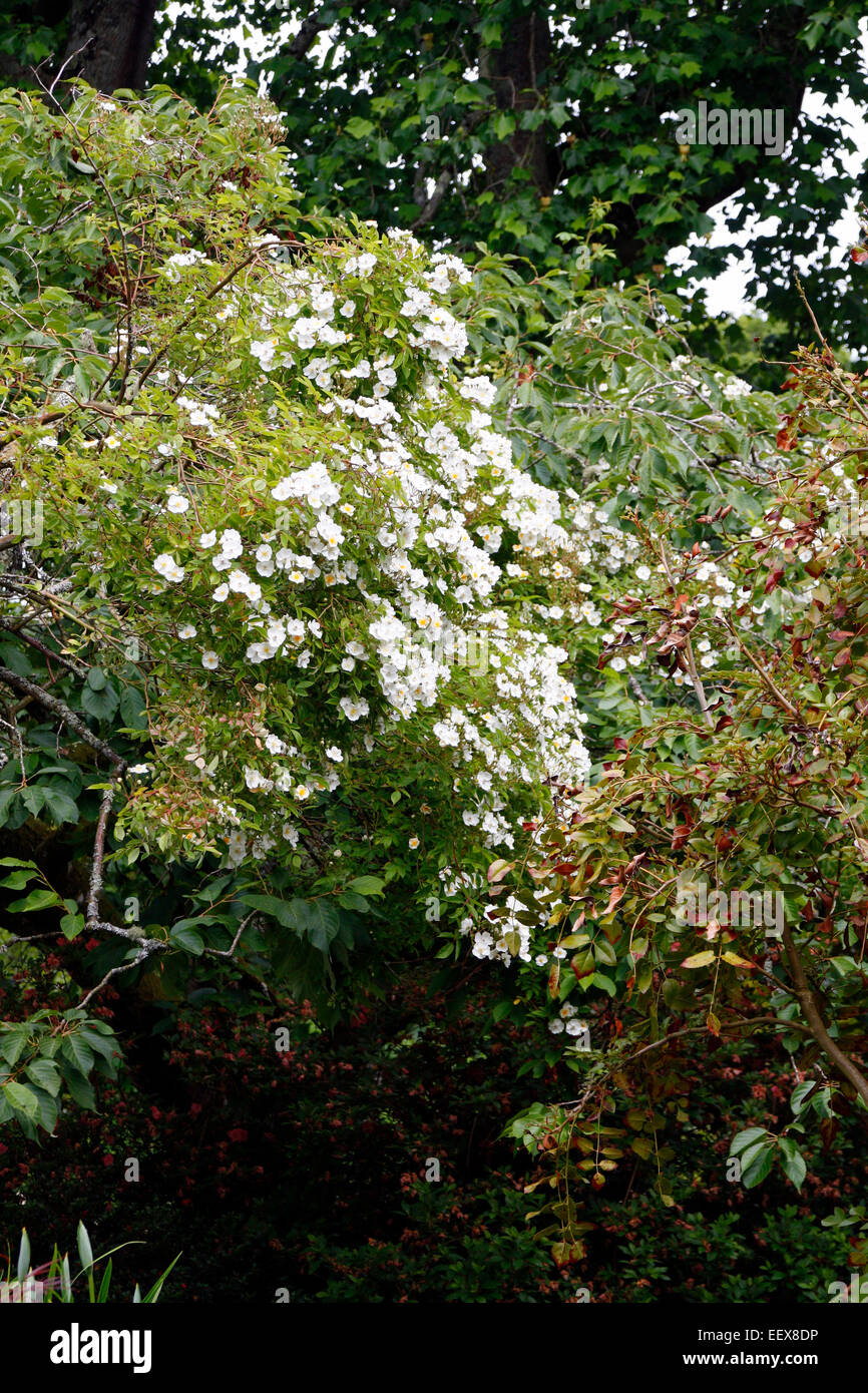 Rosa filipes scrambling through a Prunus tree Stock Photo