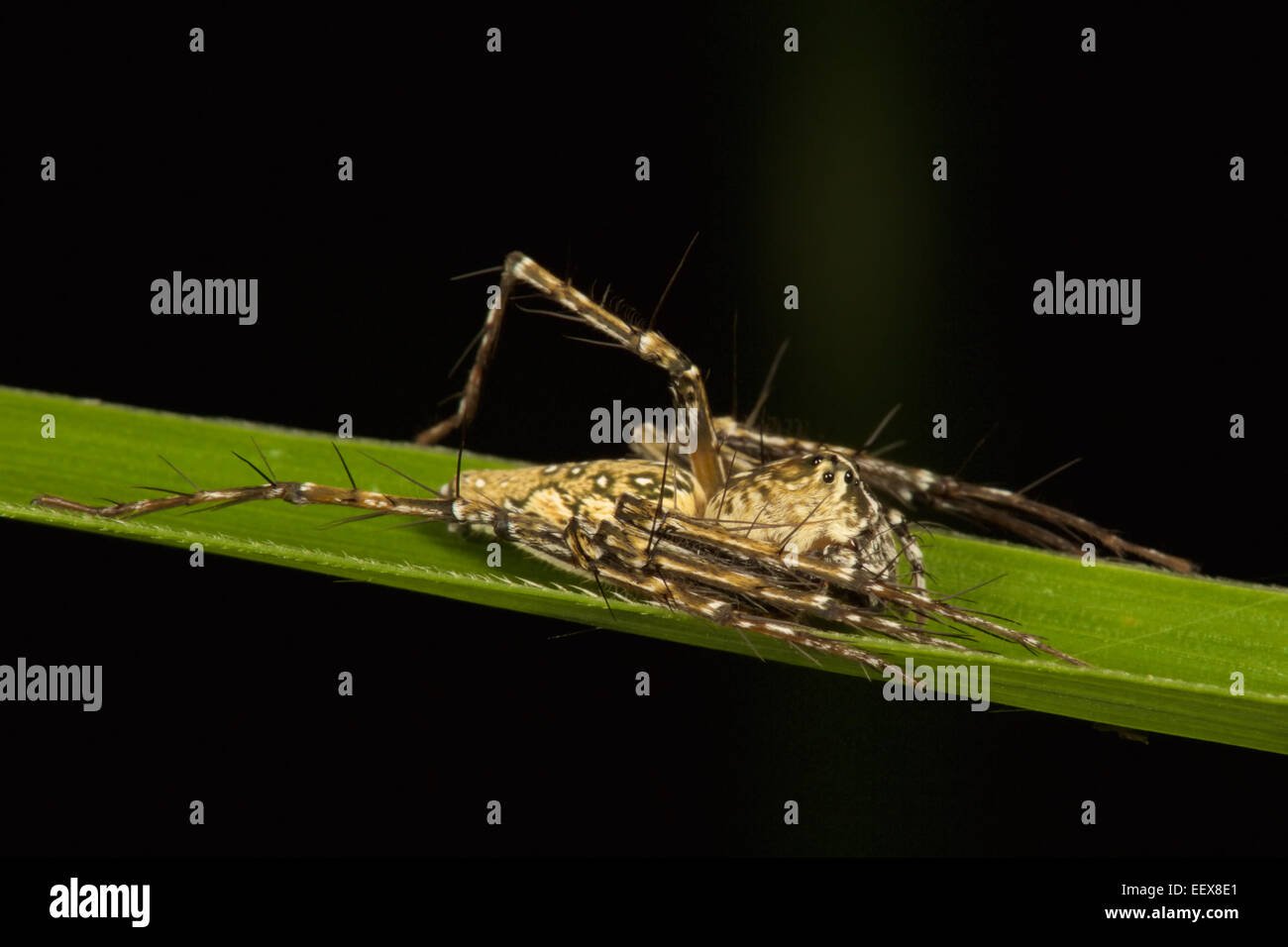 Oxyopes sp lynx spider oxyopidae hires stock photography and images