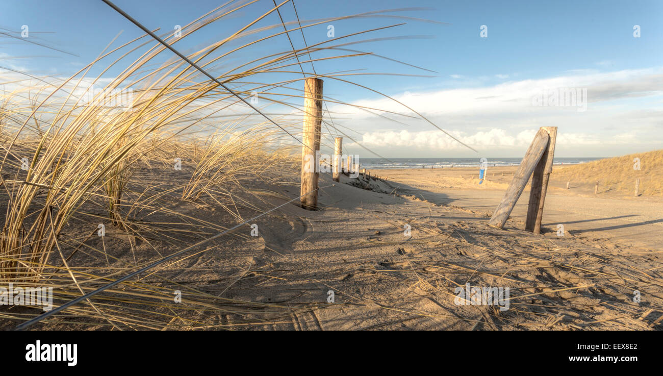 Marram grass growing on the sand dunes- with direct view on the North Sea at Katwijk aan Zee, South Holland, The Netherlands. Stock Photo