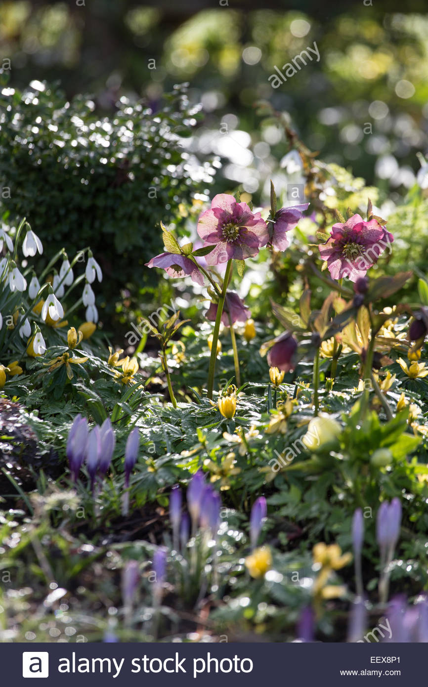 Spring Border Hellebores Stock Photos & Spring Border Hellebores Stock ...