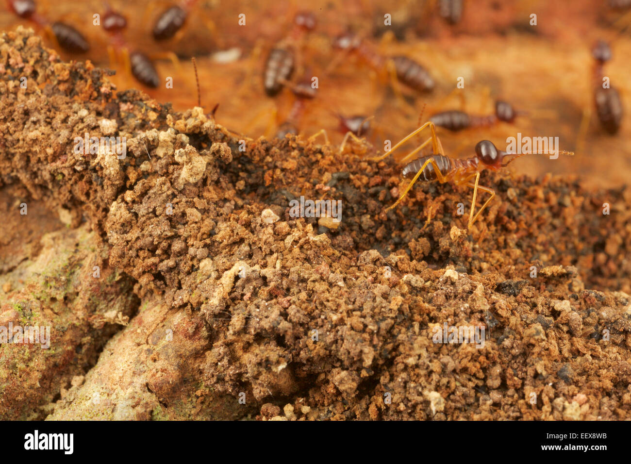 Nasute termites (Hospitalitermes sp) in Khao Yai National Park, Thailand. Stock Photo