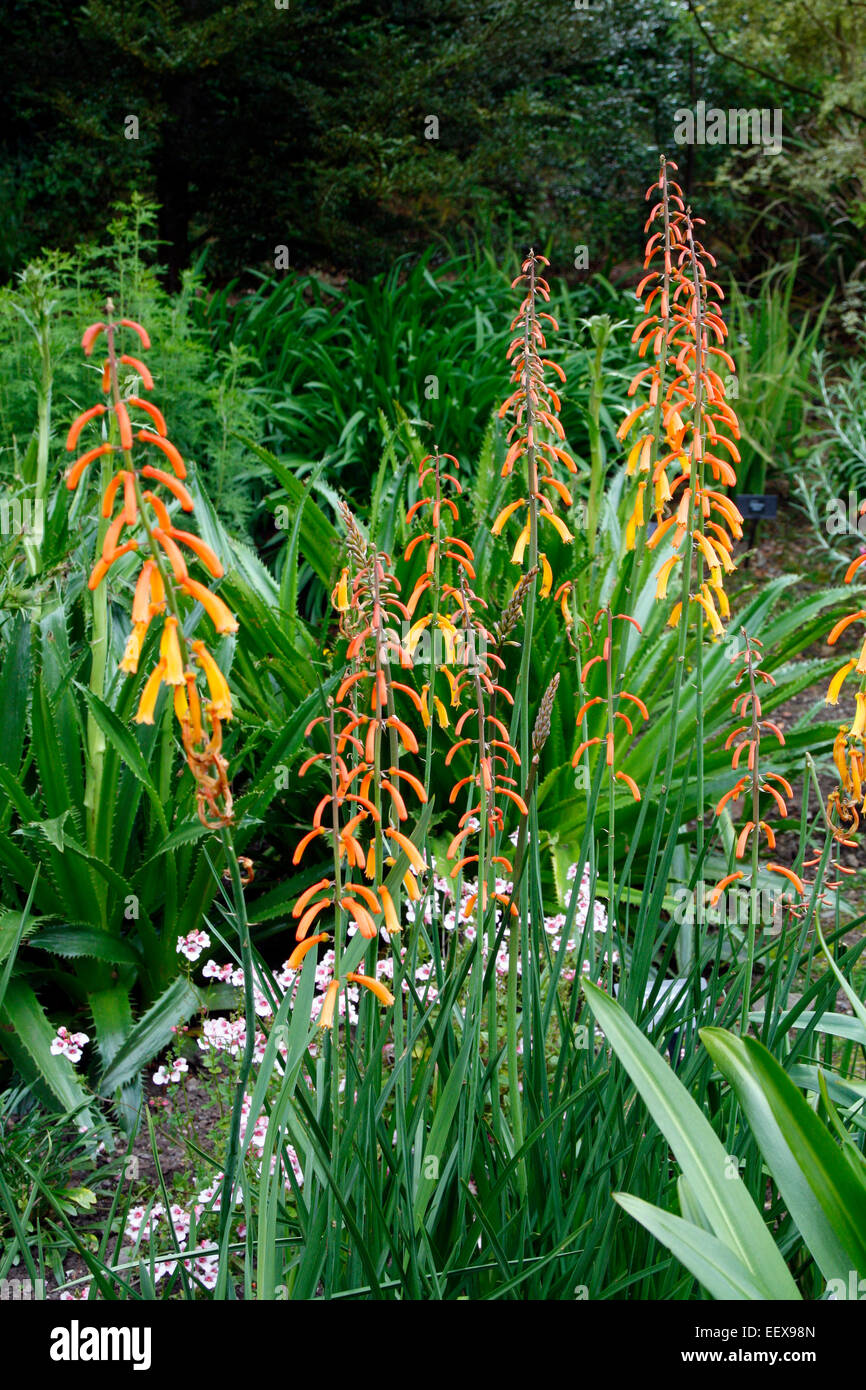 Kniphofia Thomsonii Hi res Stock Photography And Images Alamy Kniphofia Thomsonii Hi res Stock Photography And Images Alamy