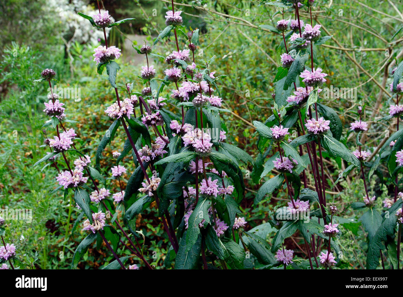 Phlomis tuberosa 'Amazone' Stock Photo