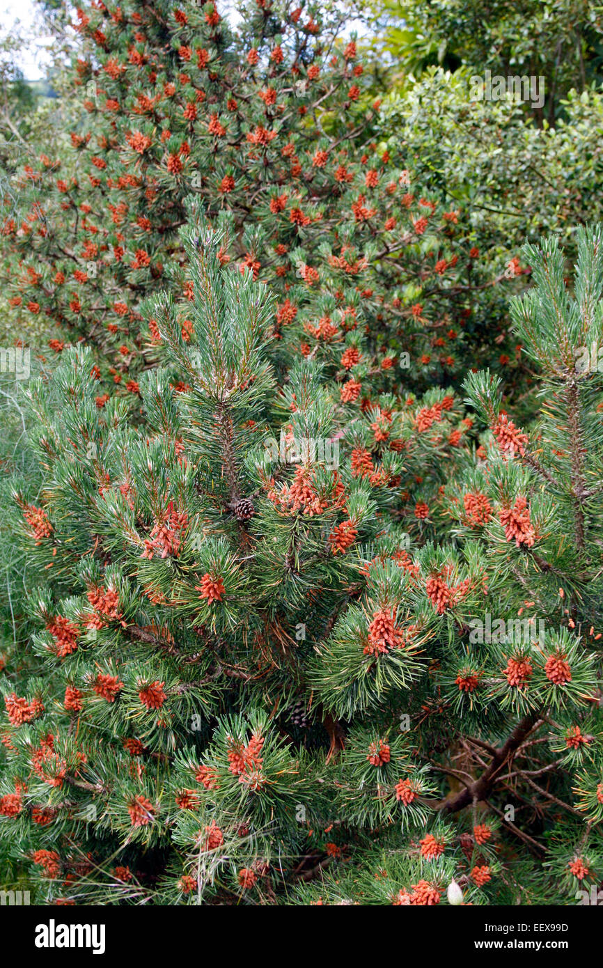 Pinus mugo 'Laurin' Stock Photo