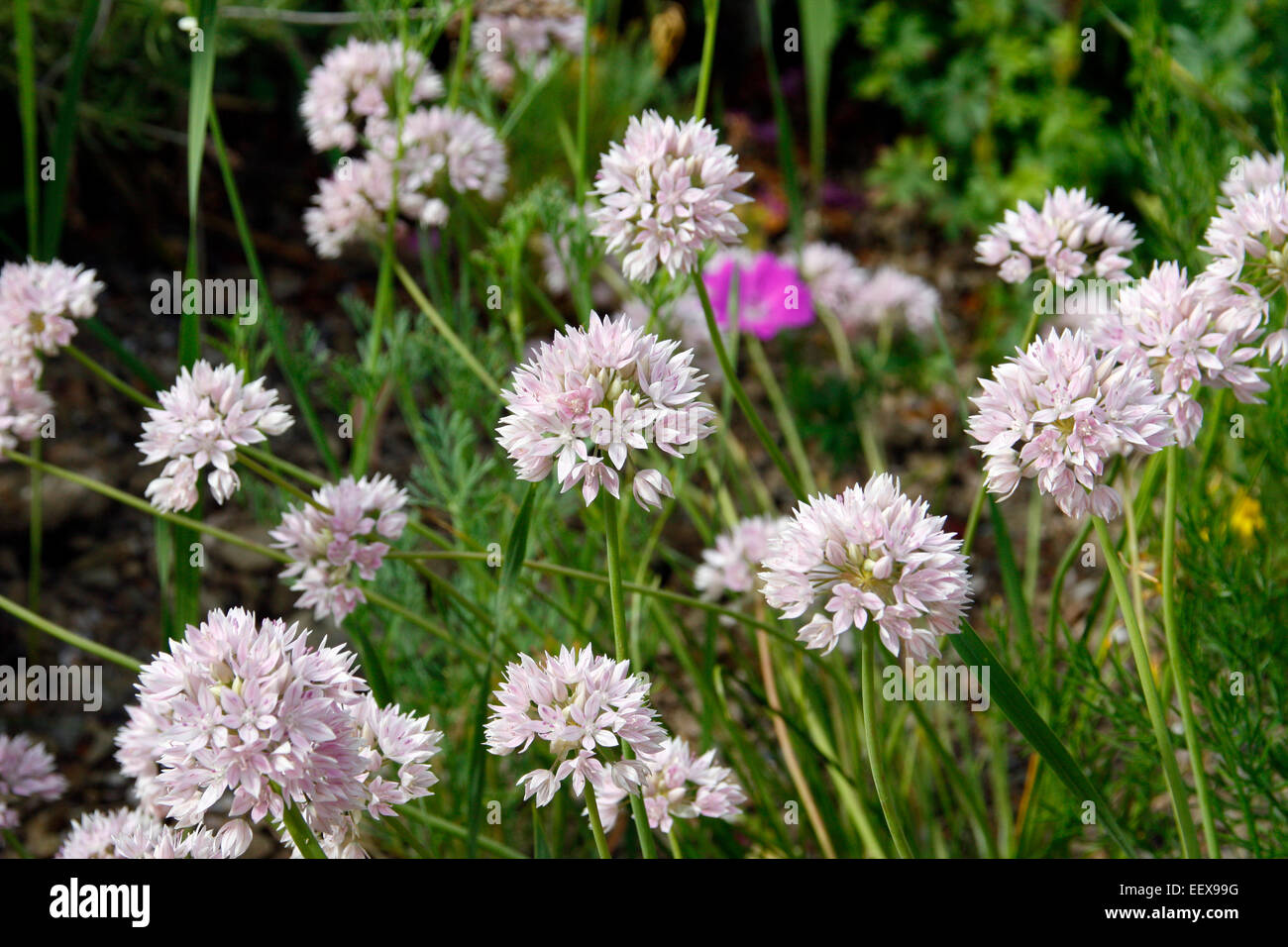 Allium senescens ssp glaucum Stock Photo