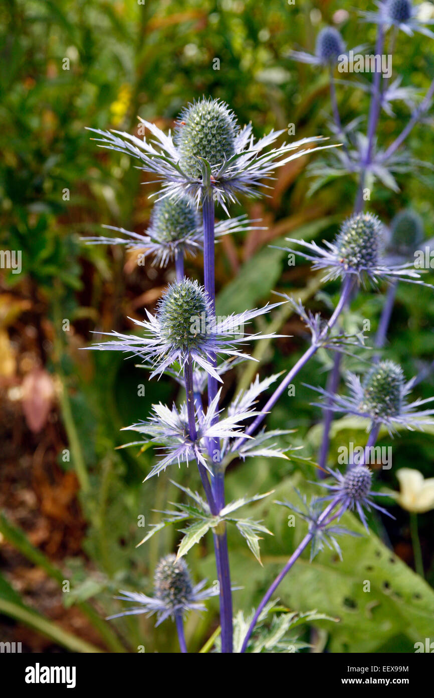 Eryngium 'Sapphire Blue' Stock Photo Alamy