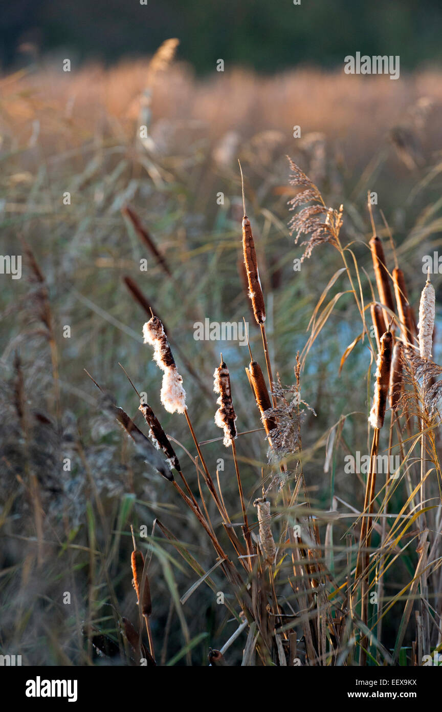 Wetland scene, sunset lit bulrushes among freshwater marshy vegetation. Stock Photo
