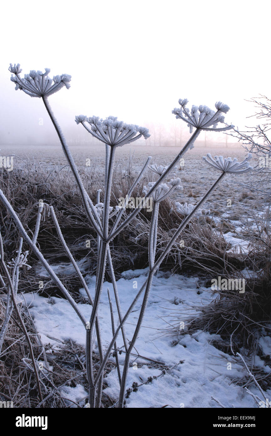 Hoar frost on hog weed (dead man's fingers) winter landscape. Stock Photo