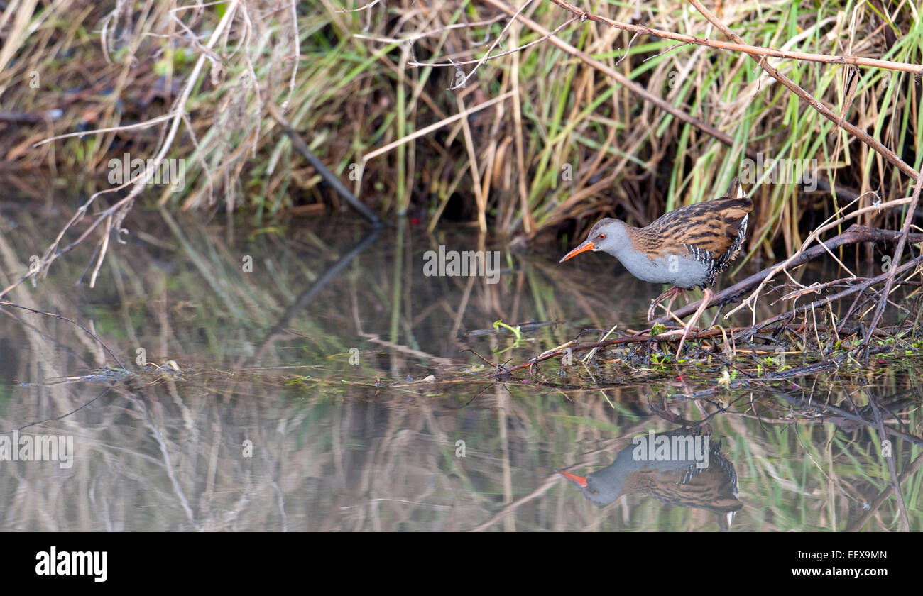 Rale deau hi-res stock photography and images - Alamy