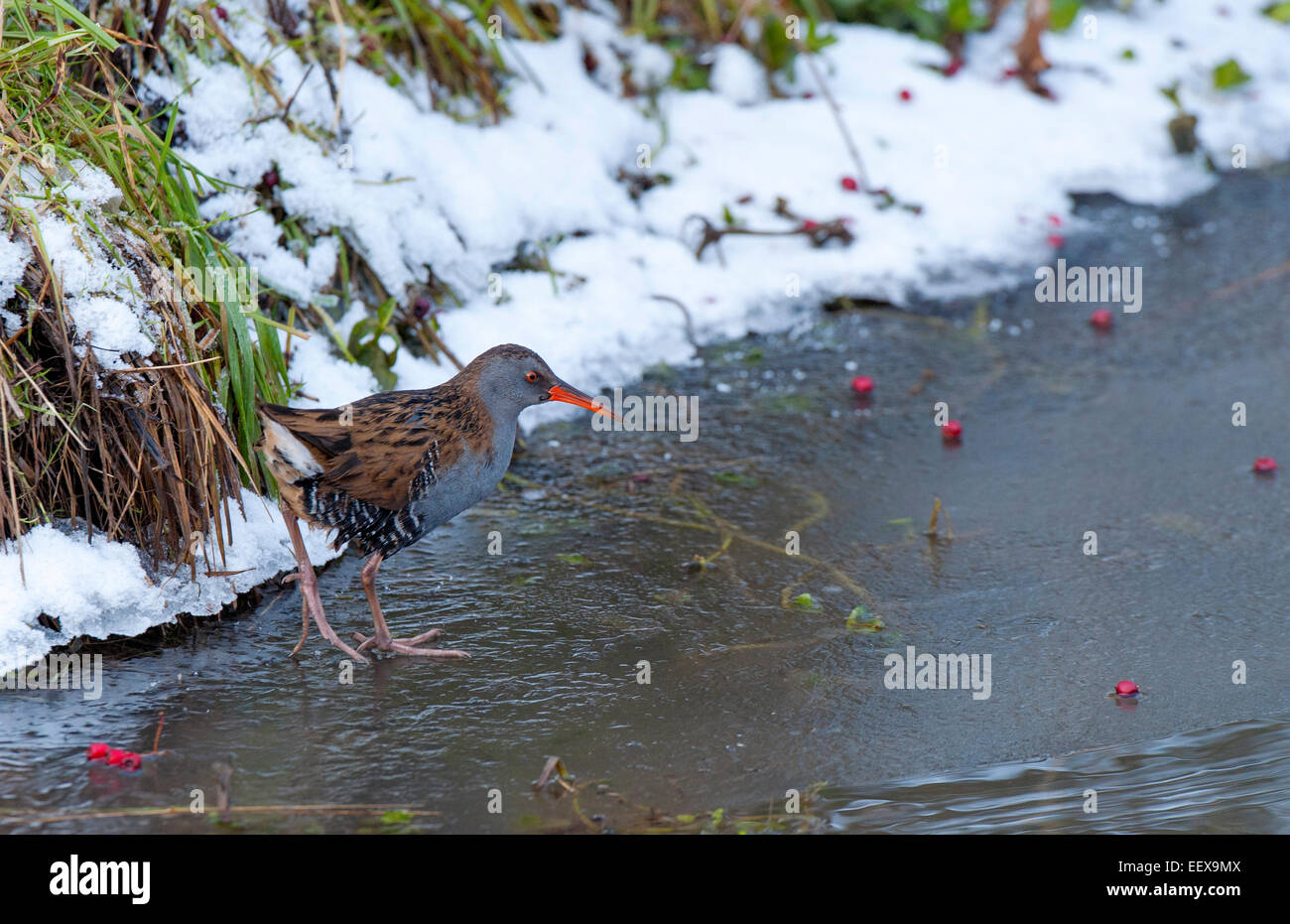 Water rail Rallus aquaticus waling on ice, red hawthorn berries ...