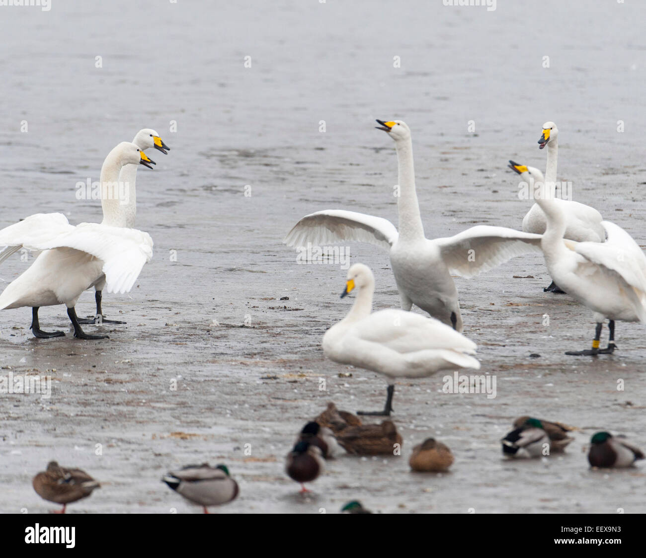 Whooper swans Cygnus cygnus on ice showing quarrelsome aggressive behaviour. French: Cygne chanteur German: Singschwan Spanish: Cisne cantor Stock Photo