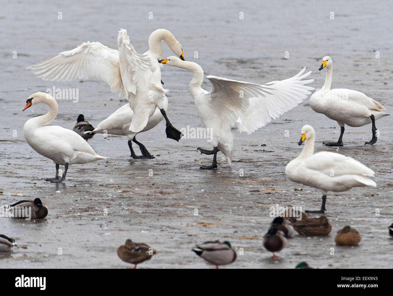 Whooper swans Cygnus cygnus on ice showing aggressive behavior. Stock Photo