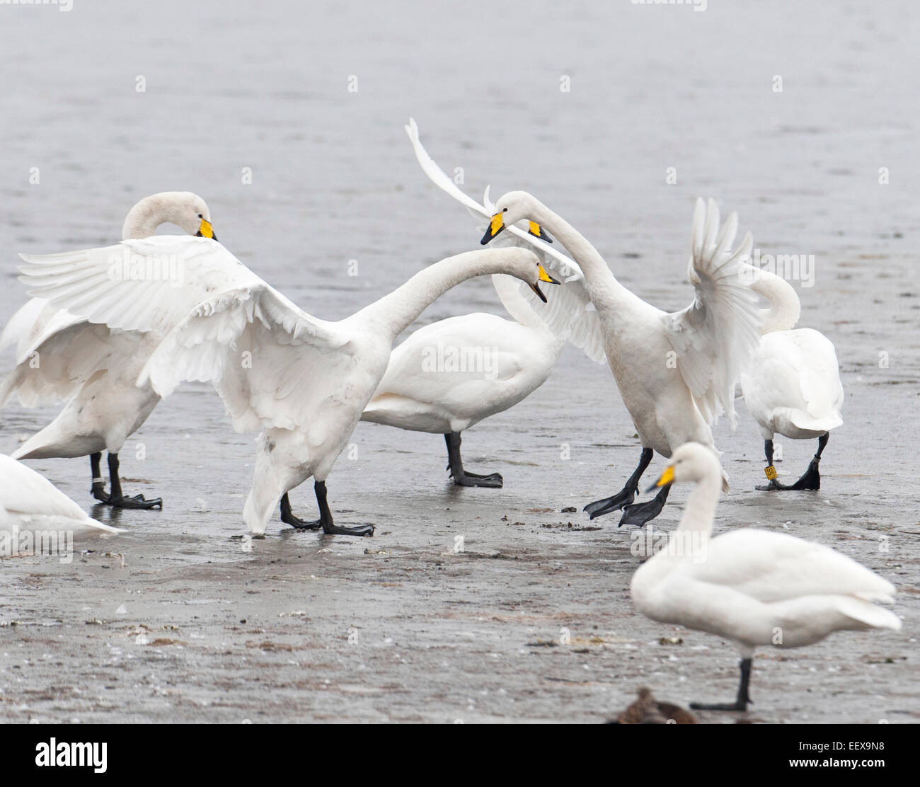 Whooper swans Cygnus cygnus on ice showing aggressive behavior. Stock Photo