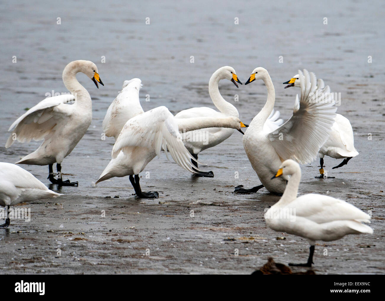Whooper swans Cygnus cygnus on ice showing quarrelsome aggressive behaviour. French: Cygne chanteur German: Singschwan Spanish: Cisne cantor Stock Photo