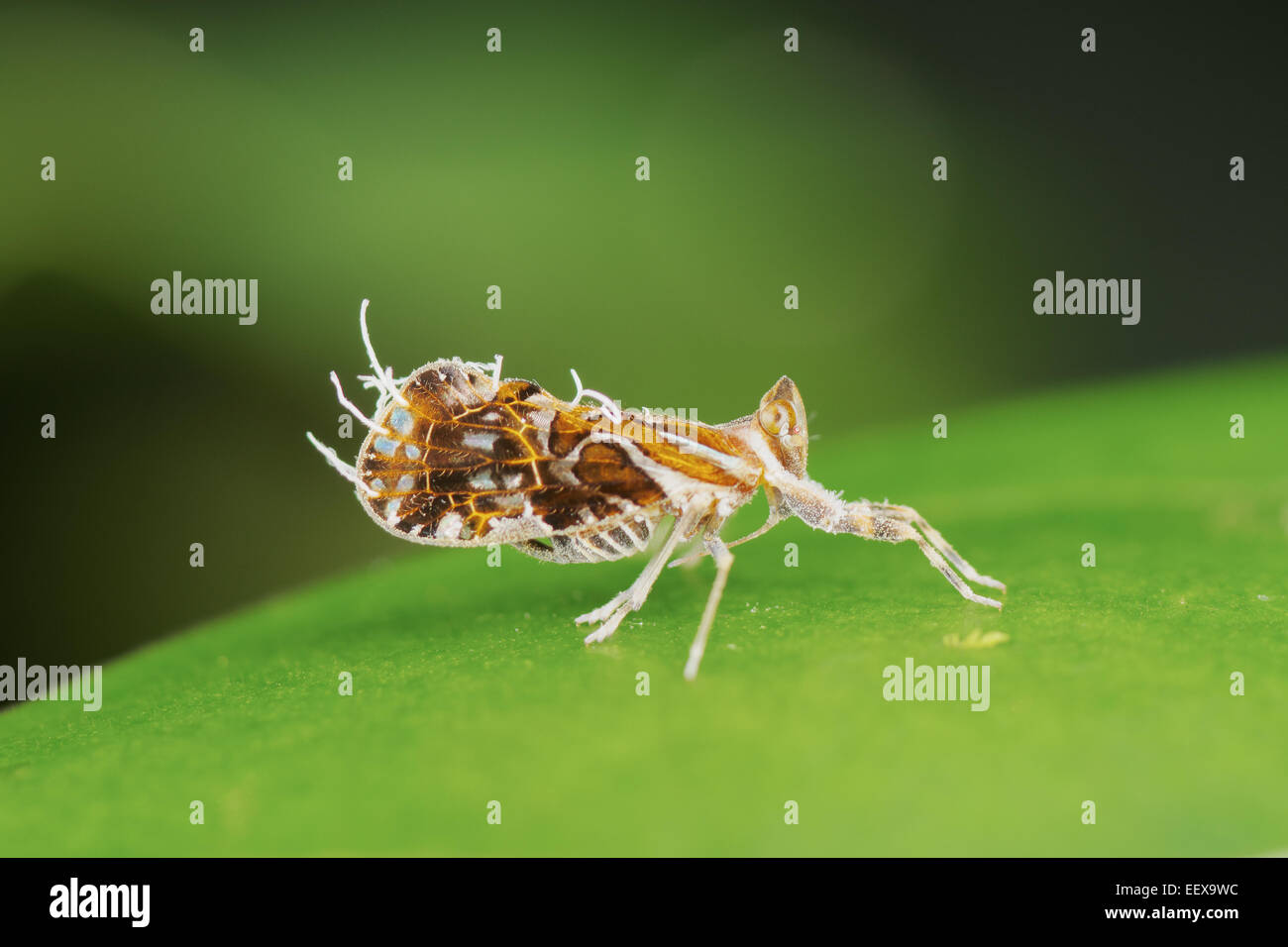 Planthopper (Fulgoromorpha). A planthopper is any insect in the infraorder Fulgoromorpha within the Hemiptera Stock Photo