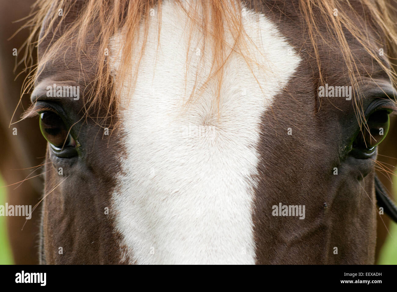 Horses face close up Stock Photo