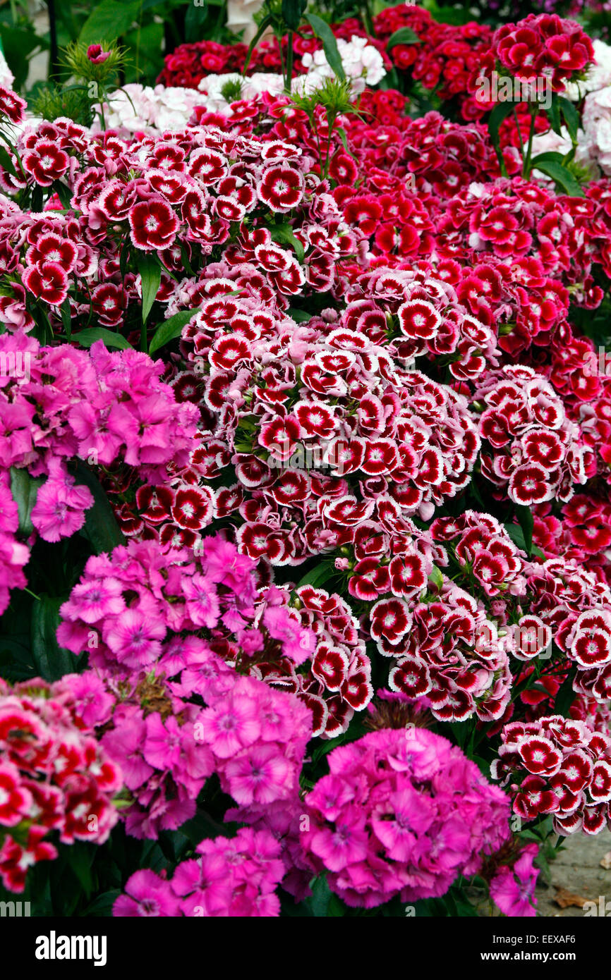 Sweet William - Dianthus barbatus Stock Photo