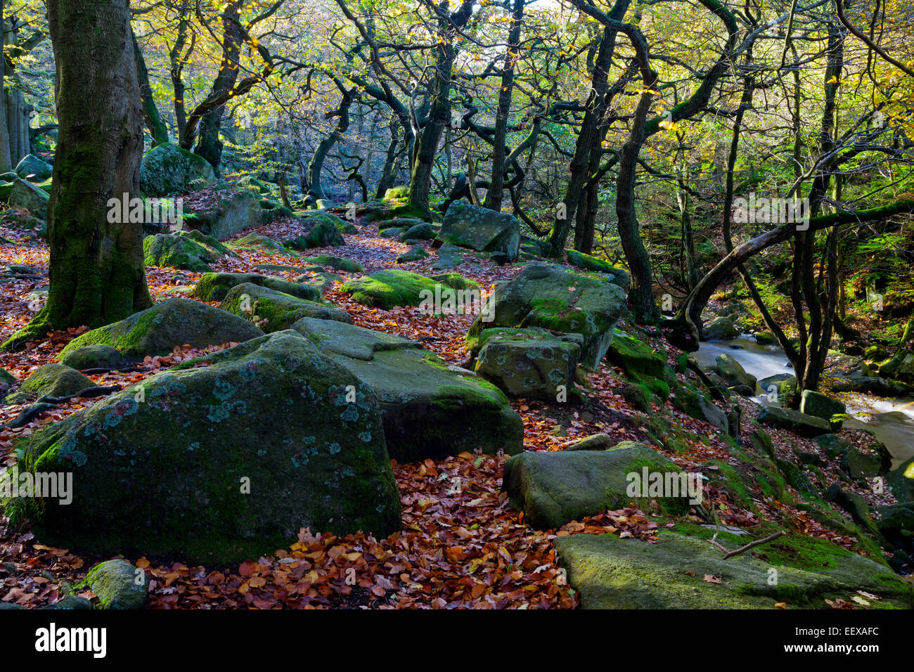 Autumn trees in Padley Gorge on the Longshaw Estate Peak District National Park Derbyshire England UK Stock Photo