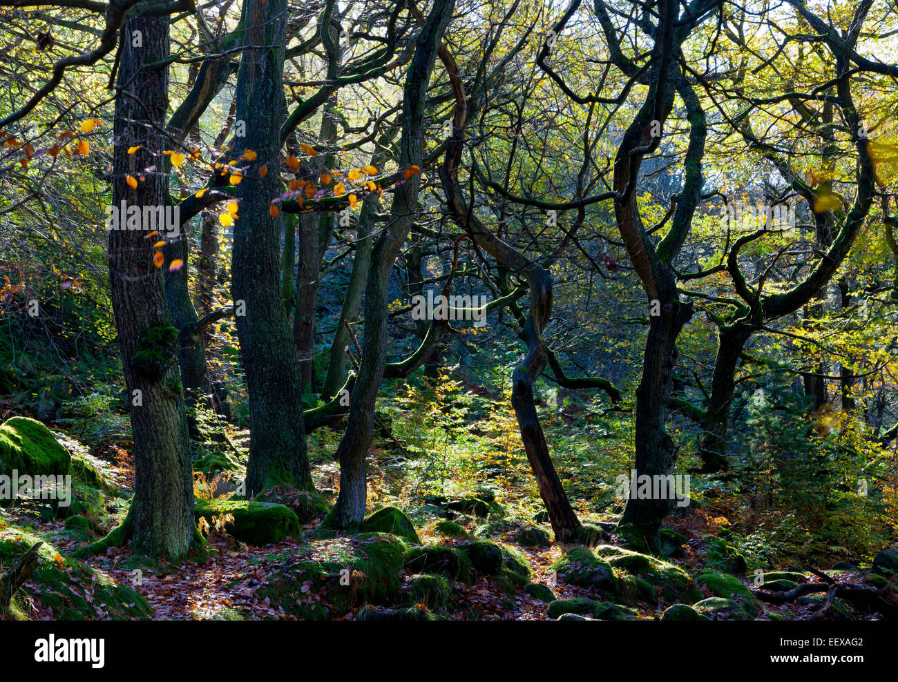 Autumn trees in Padley Gorge on the Longshaw Estate Peak District National Park Derbyshire England UK Stock Photo