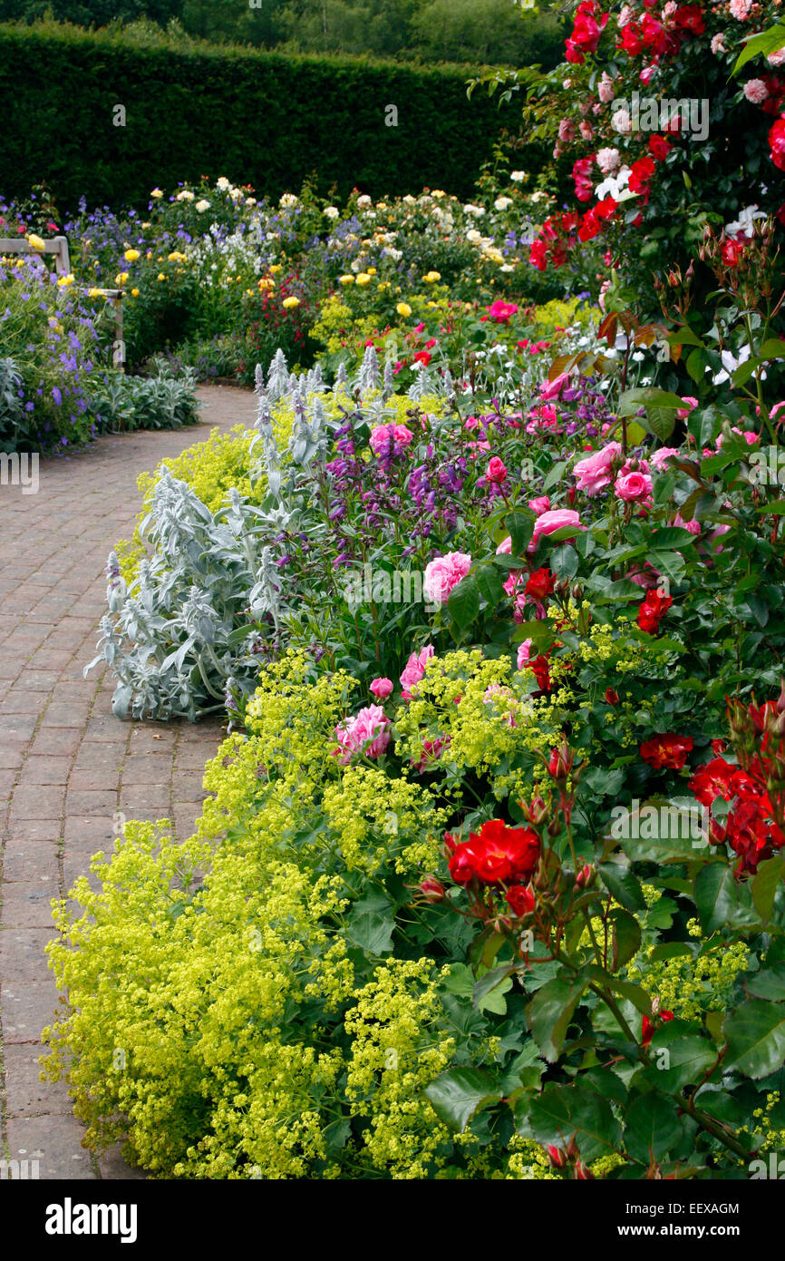 The Rose Garden at RHS Rosemoor with R Gertrude Jeckyll' AGM centre Stock Photo