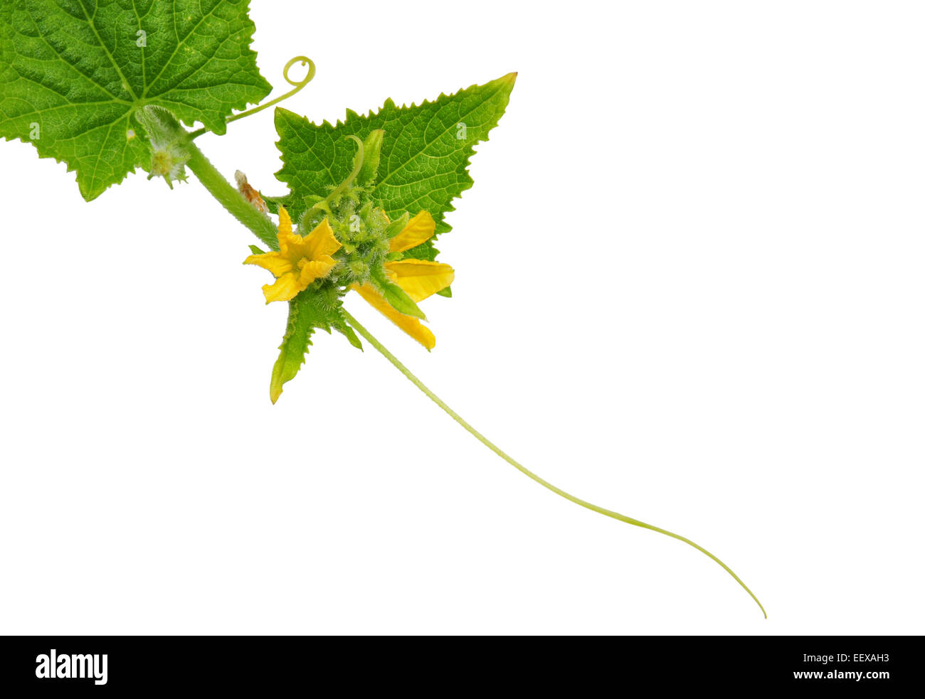 Cucumis sativus tendril hi-res stock photography and images - Alamy