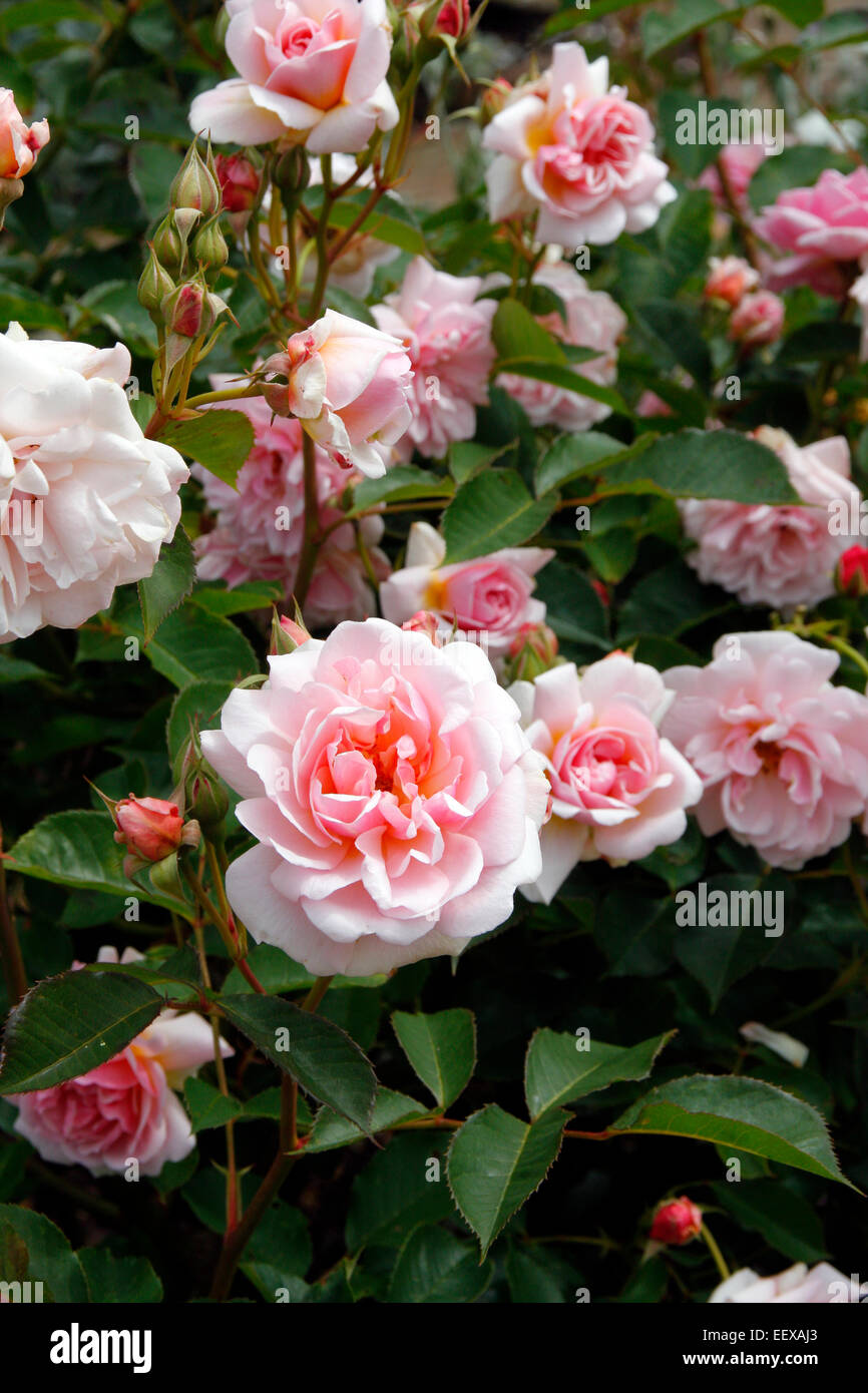Rosa ‘Felicia’ AGM Hybrid Musk Rose Stock Photo - Alamy
