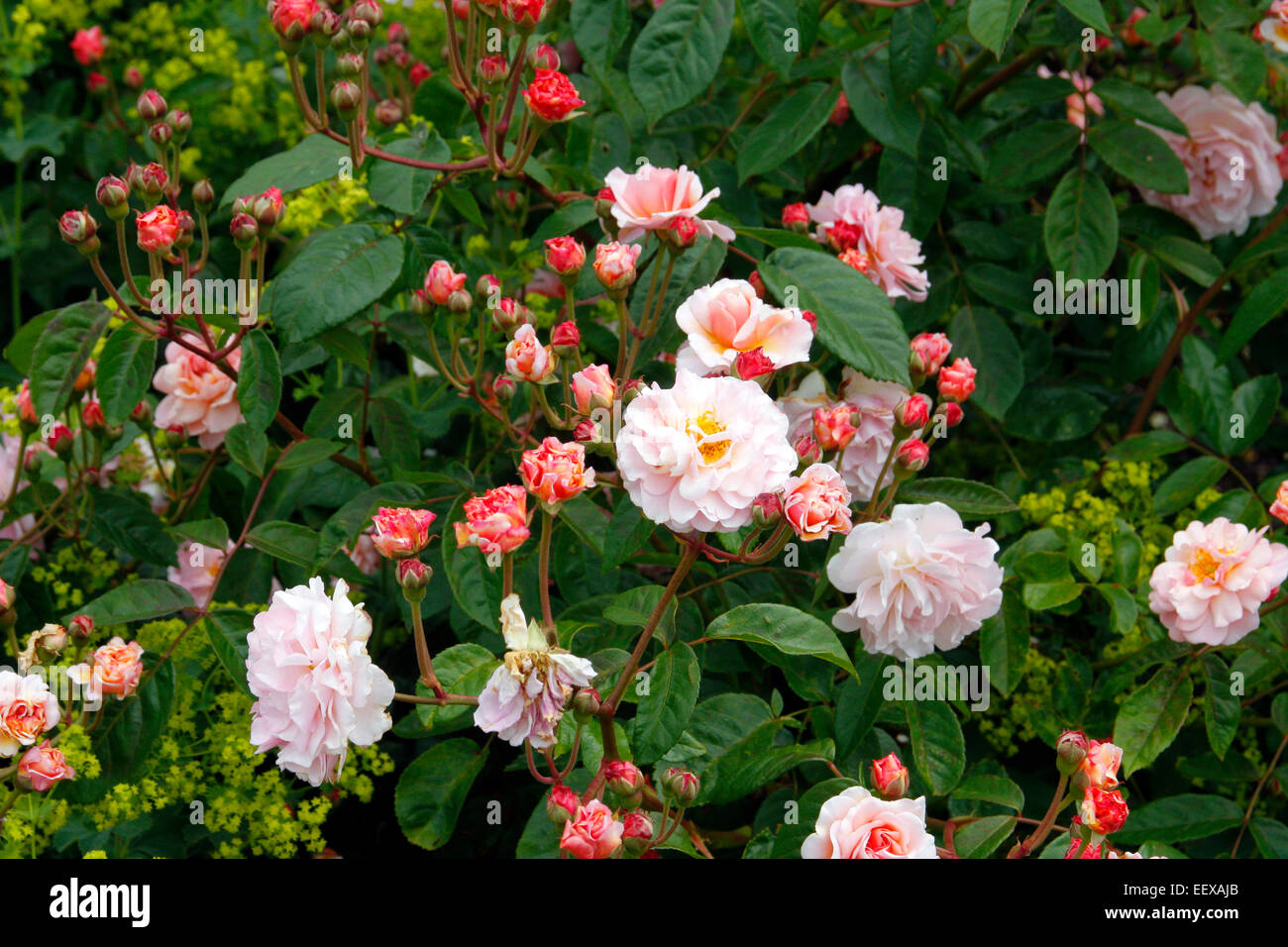 Cornelia hybrid musk rose hi-res stock photography and images - Alamy